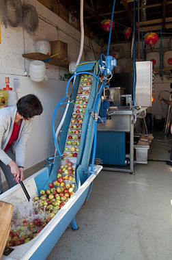 Äpfel auf dem Förderband